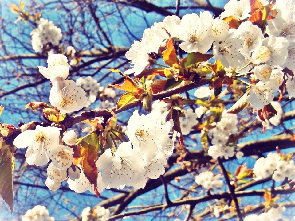 Spring nature tree