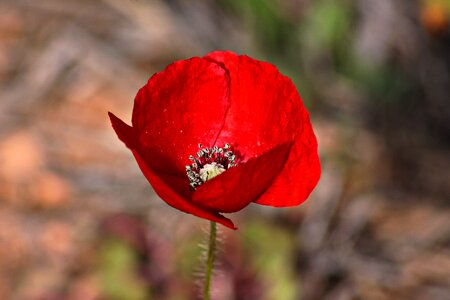 Red deep red wild