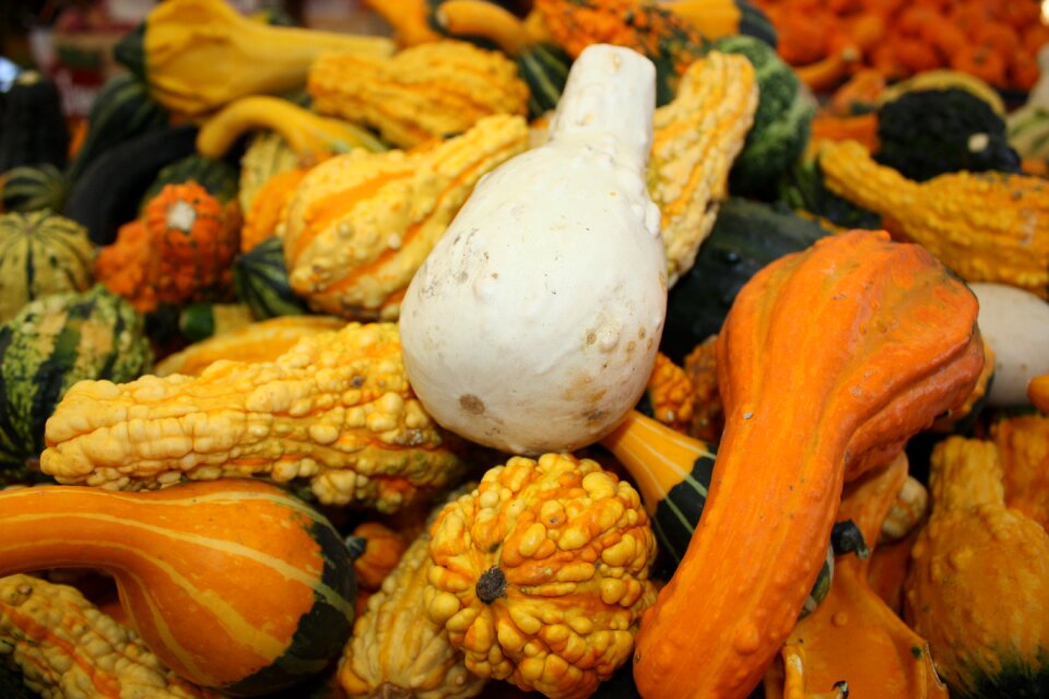 Pumpkin autumn vegetables