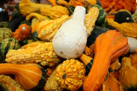 Pumpkin autumn vegetables