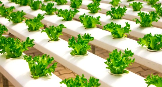 Nutrient Film Technique