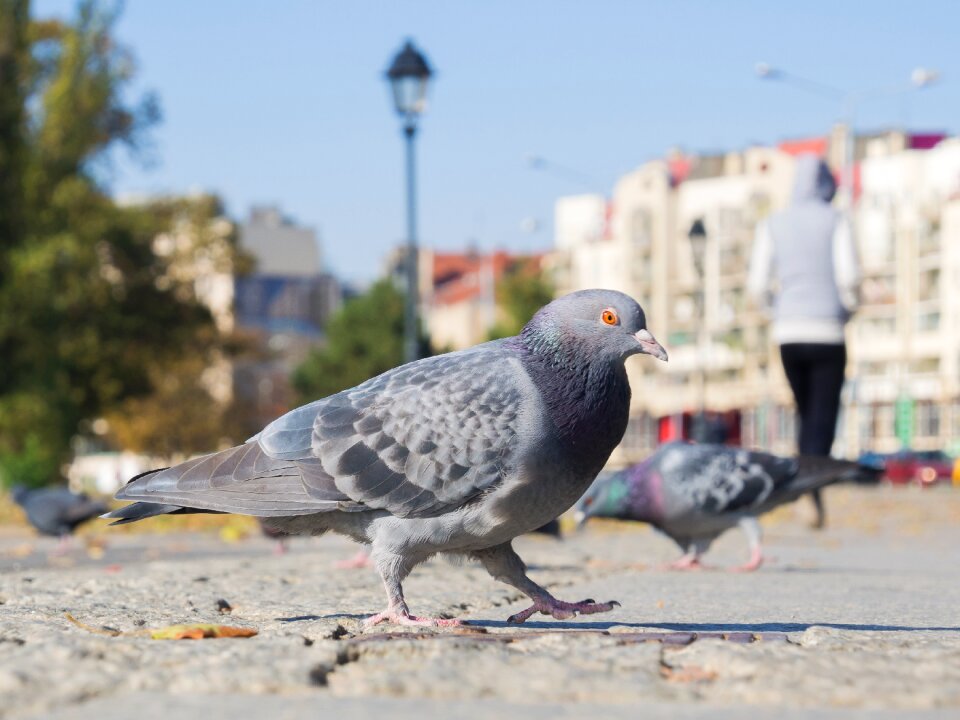 Urban animals portrait