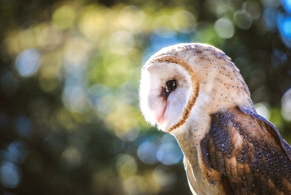 owl2