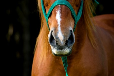 Caballo photo