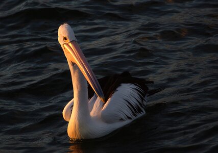 Bird nature sunset