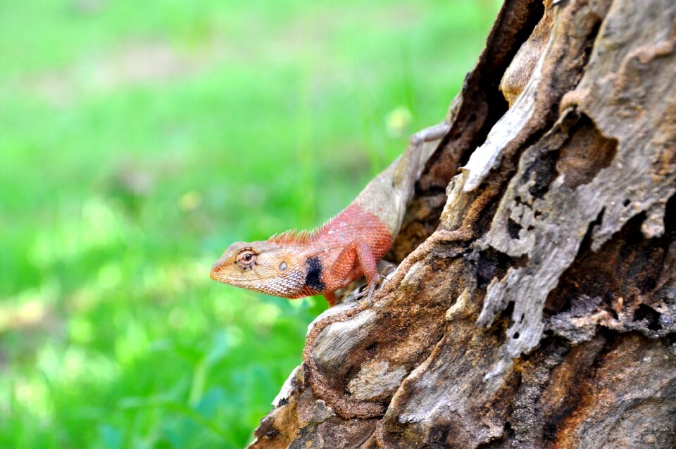 Salamander red exotic salamander