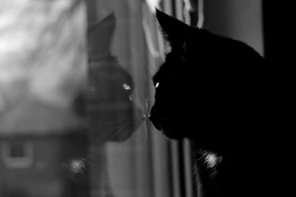Mipha to the window