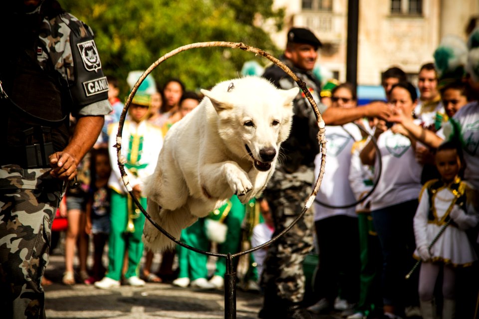 01.12.2019 - Abertura da 2ª Semana de Proteção Animal - Foto: Gustavo Vara