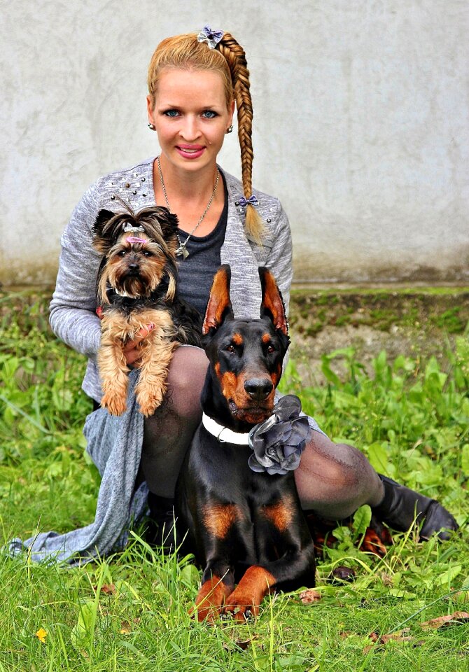 Doberman pets animals