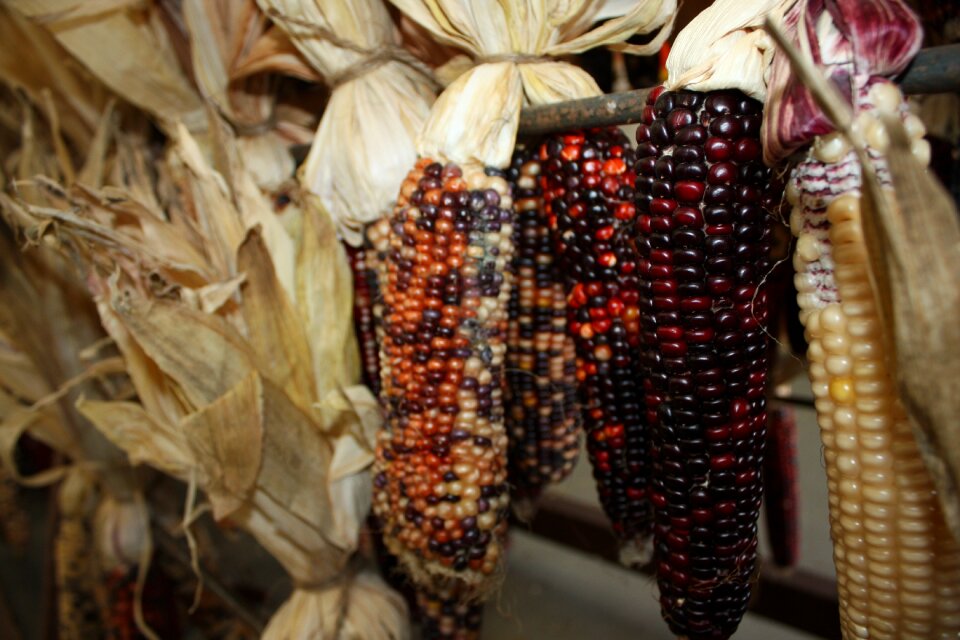 Vetegarianskij harvest autumn