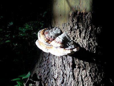 Mushrooms on tree log bark photo