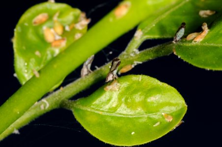 20090805-APHIS-DB-0004