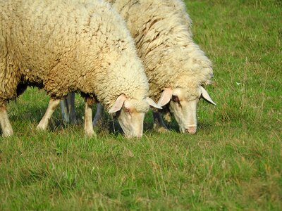 Livestock graze pasture