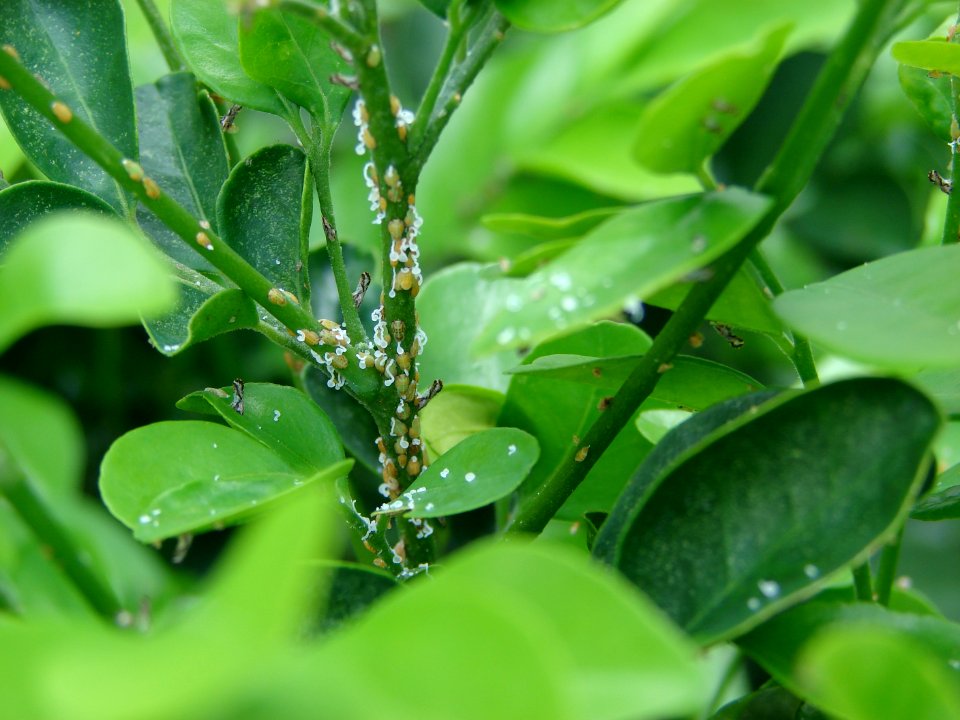 20090603-APHIS-HG-0010