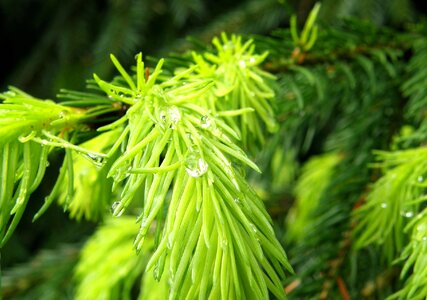 Macro needles spruce