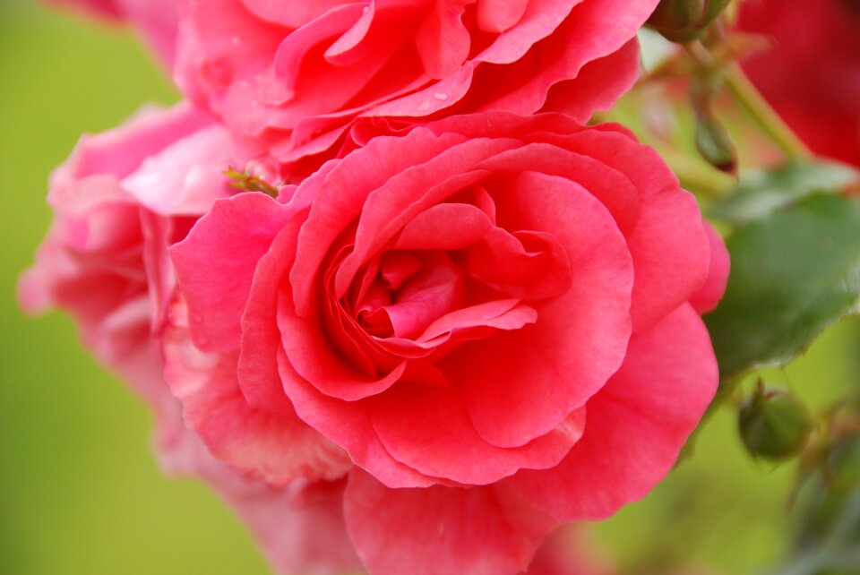 Plant pink rose macro