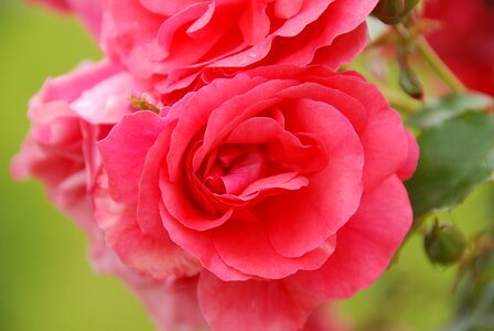 Plant pink rose macro photo