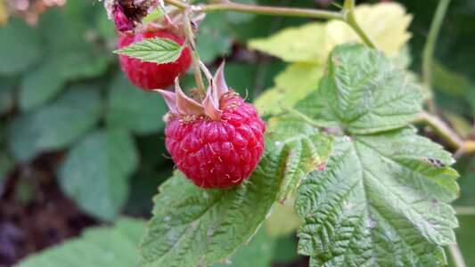Ripe red nature