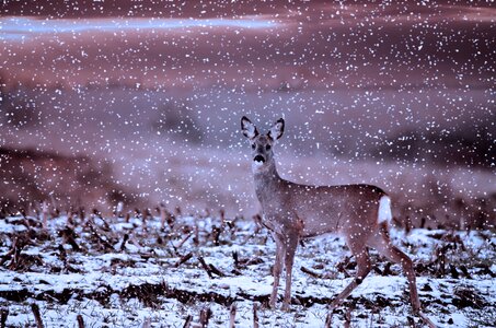 Damm wild animal world winter