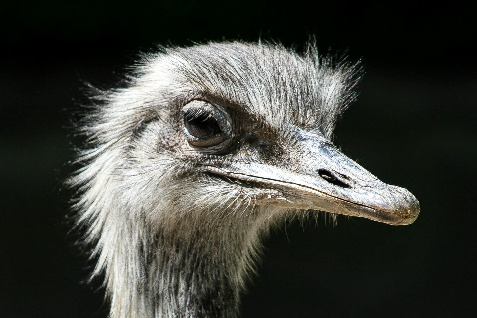 Head flightless bird animal