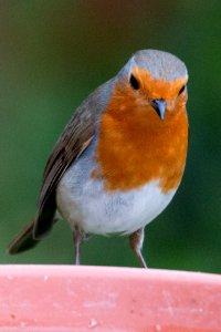 Wild Birds in the Garden photo