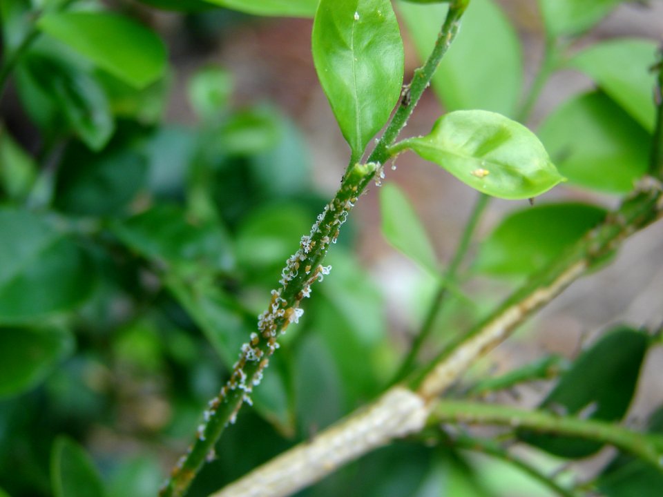 20090603-APHIS-HG-0009