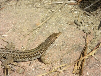 Lizard reptile animal
