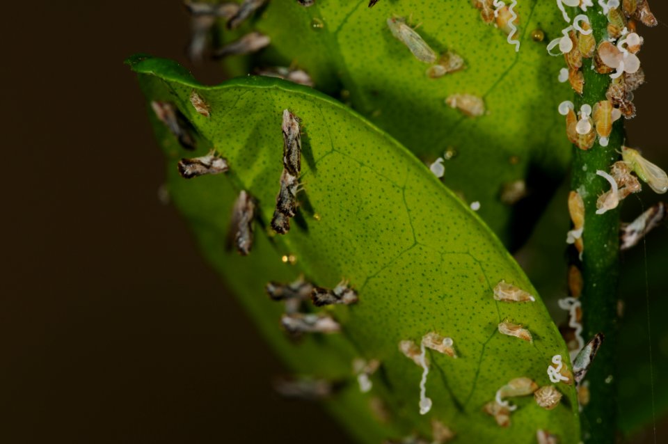 20090805-APHIS-DB-0001