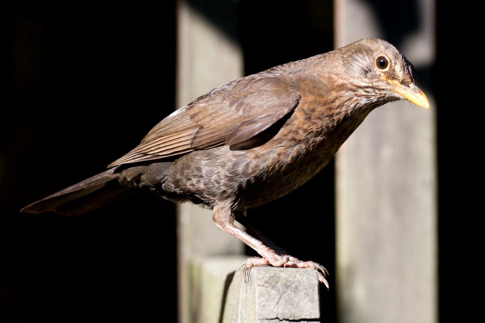 Garden Wildlife
