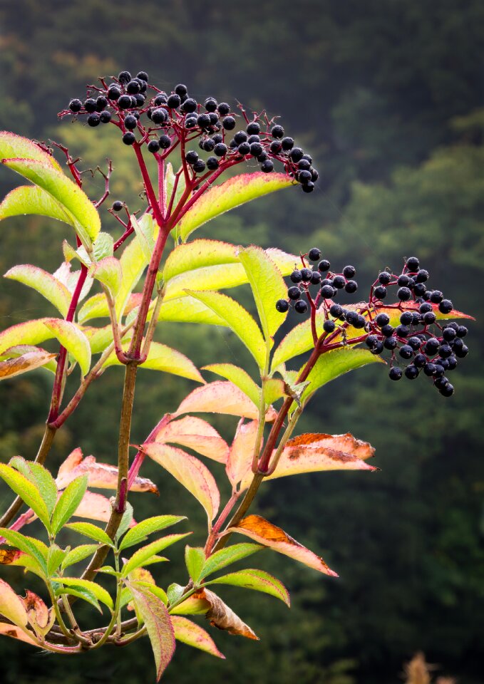 Berry fruit nature