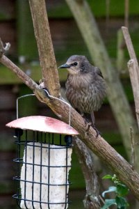 Garden Wildlife