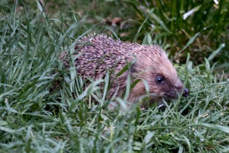 Garden Wildlife