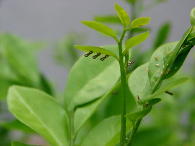 20090603-APHIS-CHRP-0001