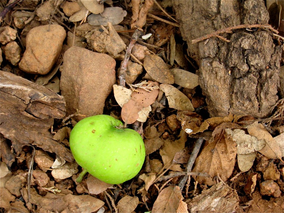 Fallen, Not Forbidden