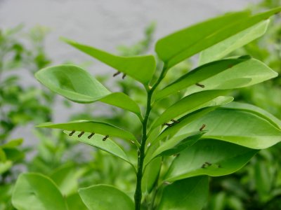 20090603-APHIS-HG-0002