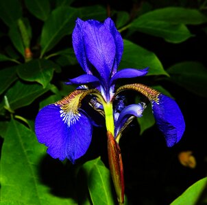 Blue iris close up wild flower