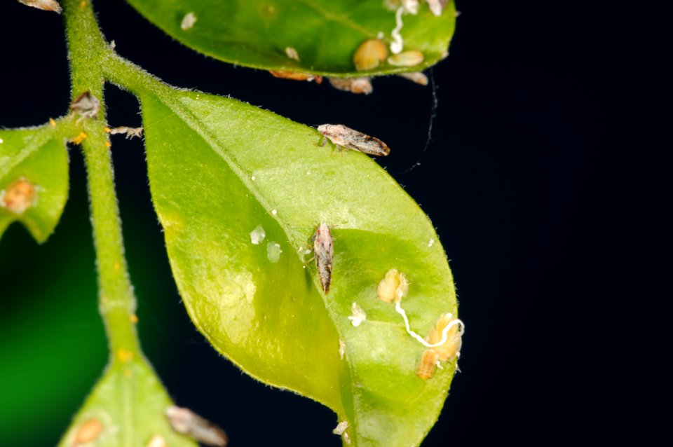 20090805-APHIS-DB-0005
