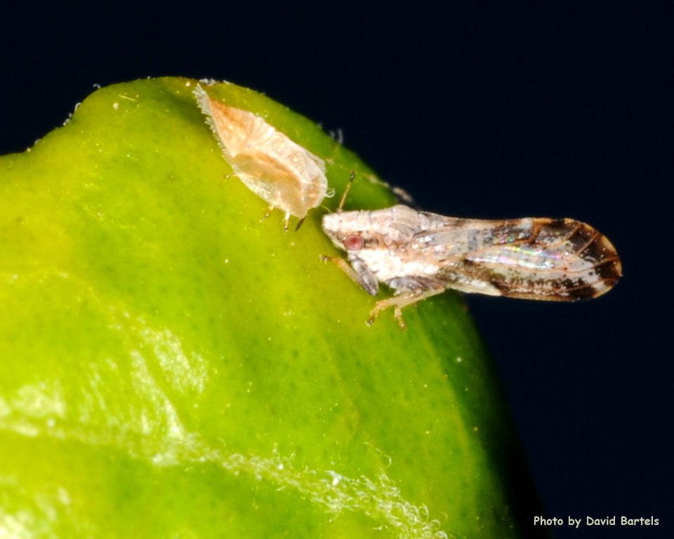 20090805-APHIS-DB-0011