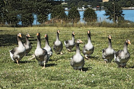 Domestic farm breeding photo