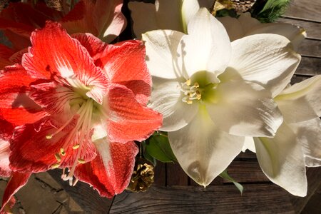 Blossom bloom flower