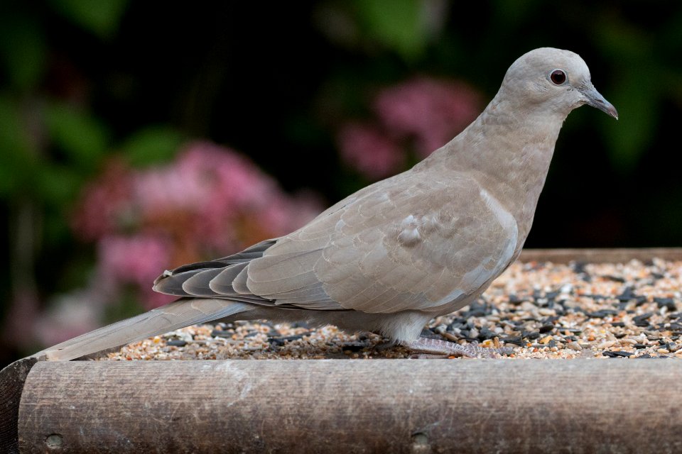 Garden Wildlife