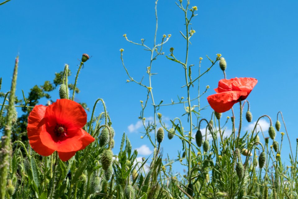 Poppies