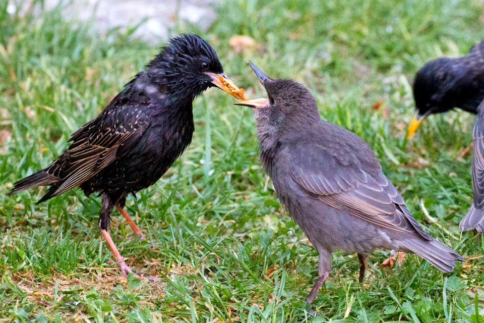 Garden Wildlife