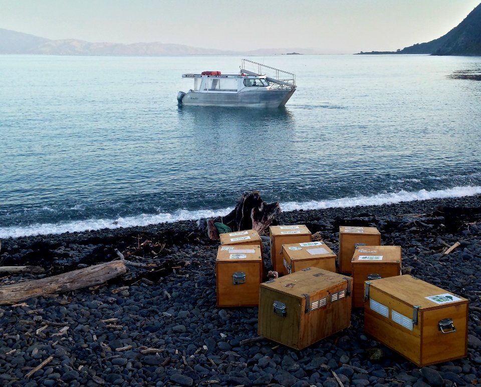 Boat arriving to collect kiwis in boxes Kapiti Island beach