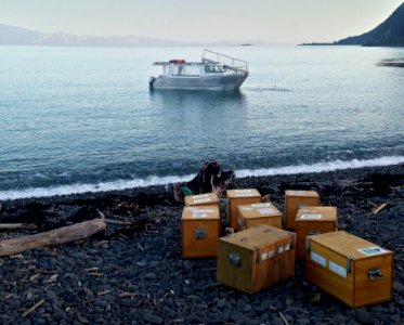 Boat arriving to collect kiwis in boxes Kapiti Island beach