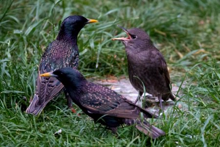 Garden Wildlife