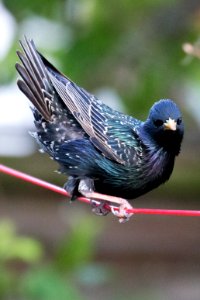 Garden Wildlife