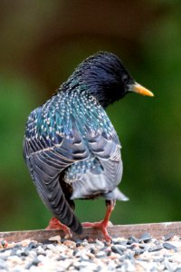 Garden Wildlife