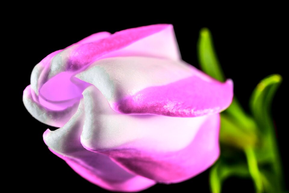 Pink white close up