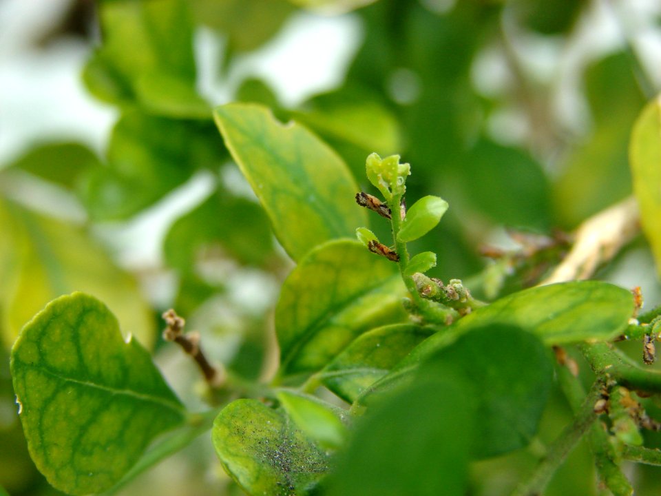 20090410-APHIS-HG-0006